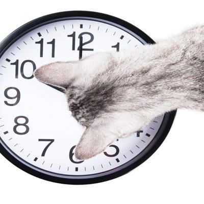 1.遺伝子に刻まれているから, 2.時間の間隔を識別できるから, 3.太陽の位置を把握できるため, 4.タンパク質中心の食生活によるもの, 5.観察力・学習能力・ルーティン化
