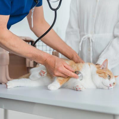 猫の「ガン」リスクを高める4つの原因, 1.環境と生活習慣, 3.既往歴・感染症, 4.ホルモンと不妊手術, 見逃してはいけない「ガン」のサイン, 猫の「ガン」の発症を防ぐための予防方法