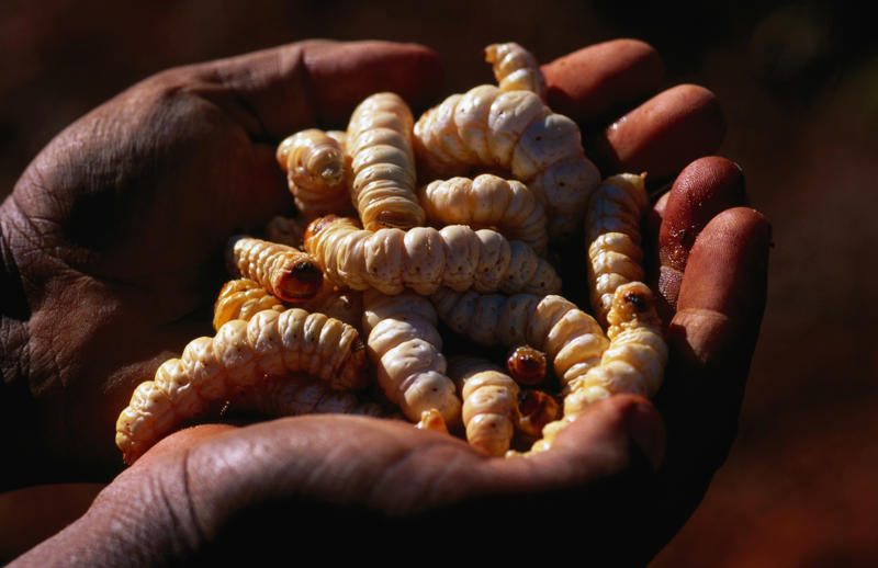 Witchetty Grubs A unique country with unique food, Emu anyone?, Witchetty Grubs, High in protein and an authentic food of the land, Macadamia nuts, A nut native to Australia, Damper is a traditional dish still enjoyed today, Balmain bugs, John Dory & chips, A dessert for a ballerina, Fairy Bread, Chiko Roll, Care for a crocodile leg?, Vegemite on toast, Cherry Ripe Bar, Tim Tams, ANZAC biscuits, Cheese and bacon roll, Grilled kangaroo, Barramundi