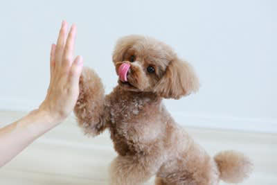 犬にお手を教えるメリット3選！, 1.獣医師の診察がスムーズに, 2.グルーミングやお手入れが楽に, 3.日常生活での安心感, 無理なく進めるコツを紹介！ポジティブな体験を積み重ねよう, ご褒美を活用する, 短時間から始める, 犬のペースを尊重する, 犬にお手を教えるのはコミュニケーションの時間として楽しむ