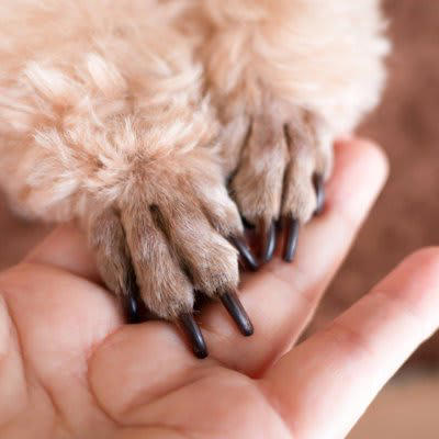 犬にお手を教えるメリット3選！, 1.獣医師の診察がスムーズに, 2.グルーミングやお手入れが楽に, 3.日常生活での安心感, 無理なく進めるコツを紹介！ポジティブな体験を積み重ねよう, ご褒美を活用する, 短時間から始める, 犬のペースを尊重する, 犬にお手を教えるのはコミュニケーションの時間として楽しむ
