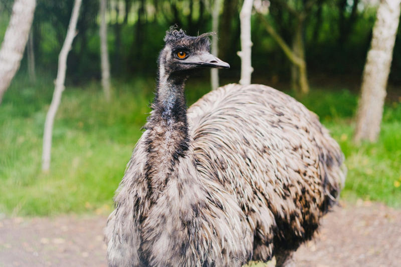 Emu A unique country with unique food, Emu anyone?, Witchetty Grubs, High in protein and an authentic food of the land, Macadamia nuts, A nut native to Australia, Damper is a traditional dish still enjoyed today, Balmain bugs, John Dory & chips, A dessert for a ballerina, Fairy Bread, Chiko Roll, Care for a crocodile leg?, Vegemite on toast, Cherry Ripe Bar, Tim Tams, ANZAC biscuits, Cheese and bacon roll, Grilled kangaroo, Barramundi