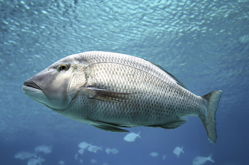 Barramundi A unique country with unique food, Emu anyone?, Witchetty Grubs, High in protein and an authentic food of the land, Macadamia nuts, A nut native to Australia, Damper is a traditional dish still enjoyed today, Balmain bugs, John Dory & chips, A dessert for a ballerina, Fairy Bread, Chiko Roll, Care for a crocodile leg?, Vegemite on toast, Cherry Ripe Bar, Tim Tams, ANZAC biscuits, Cheese and bacon roll, Grilled kangaroo, Barramundi