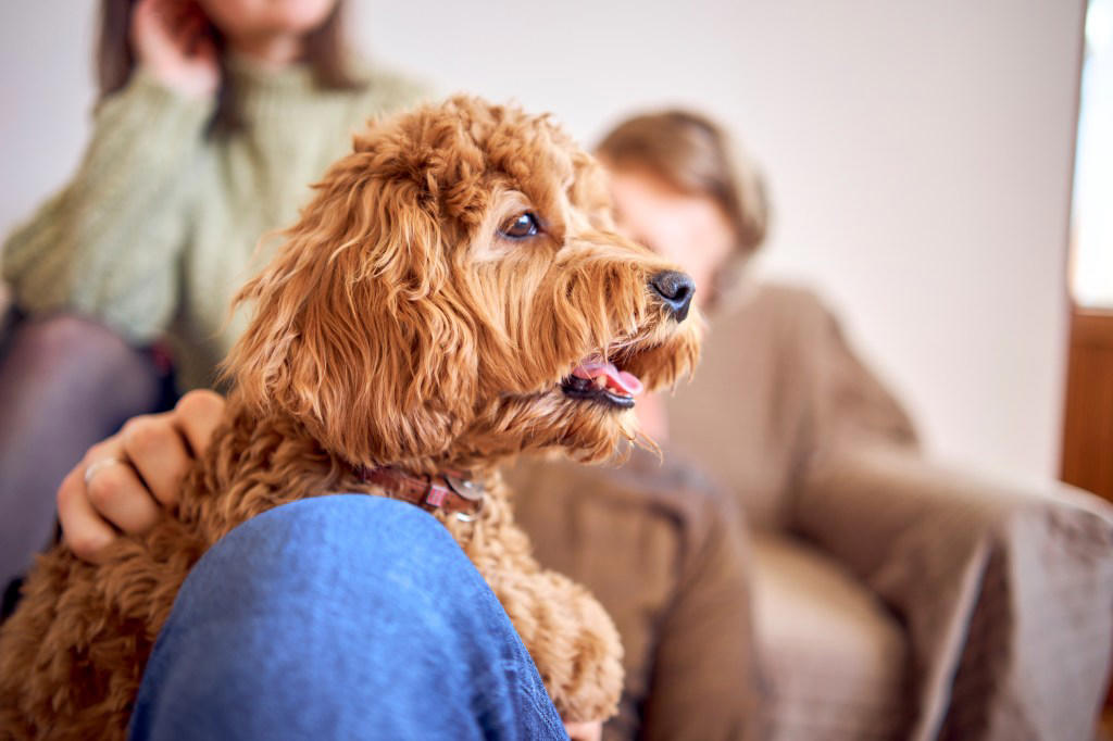 Cavalier King Charles Spaniel, Chihuahua, Golden Retriever, Labrador Retriever, Cockapoo, West Highland Terrier , Vizslas , How to Deal with Separation Anxiety