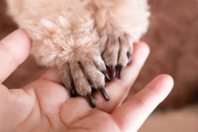 犬にお手を教えるメリット3選！, 1.獣医師の診察がスムーズに, 2.グルーミングやお手入れが楽に, 3.日常生活での安心感, 無理なく進めるコツを紹介！ポジティブな体験を積み重ねよう, ご褒美を活用する, 短時間から始める, 犬のペースを尊重する, 犬にお手を教えるのはコミュニケーションの時間として楽しむ