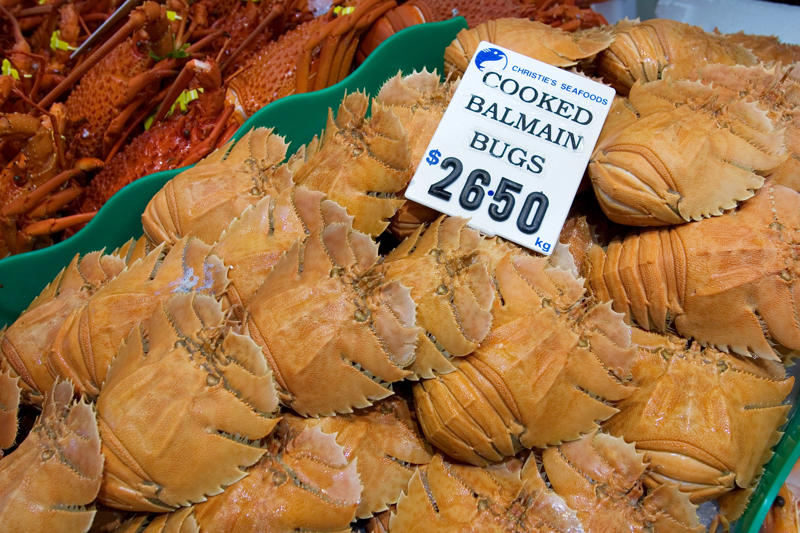 Balmain bugs A unique country with unique food, Emu anyone?, Witchetty Grubs, High in protein and an authentic food of the land, Macadamia nuts, A nut native to Australia, Damper is a traditional dish still enjoyed today, Balmain bugs, John Dory & chips, A dessert for a ballerina, Fairy Bread, Chiko Roll, Care for a crocodile leg?, Vegemite on toast, Cherry Ripe Bar, Tim Tams, ANZAC biscuits, Cheese and bacon roll, Grilled kangaroo, Barramundi