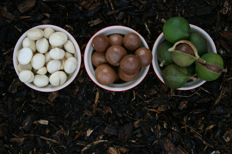 Macadamia nuts A unique country with unique food, Emu anyone?, Witchetty Grubs, High in protein and an authentic food of the land, Macadamia nuts, A nut native to Australia, Damper is a traditional dish still enjoyed today, Balmain bugs, John Dory & chips, A dessert for a ballerina, Fairy Bread, Chiko Roll, Care for a crocodile leg?, Vegemite on toast, Cherry Ripe Bar, Tim Tams, ANZAC biscuits, Cheese and bacon roll, Grilled kangaroo, Barramundi
