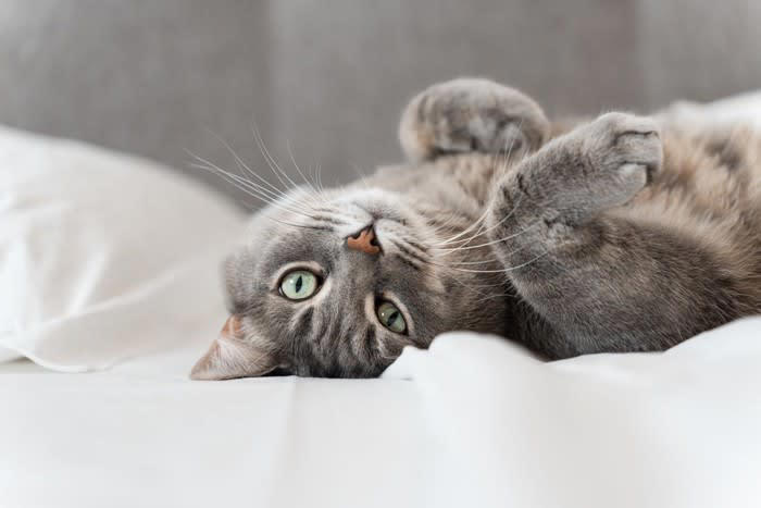 猫が呼んでいるときのサイン4つ, 1.仰向けに寝てこちらを見る, 2.おもちゃを持ってくる, 3.遠くからじっとこちらを見つめている, 4.飼い主の作業中に近くで座って待っている, 呼ばれたらすぐ応える？猫が呼びかけるときの適切な応え方