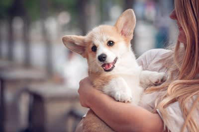犬が抱っこをおねだりする理由5つ, 1.甘えたい・愛情を感じたいから, 2.不安や恐怖を感じて安心したい, 3.疲れている・体調が悪い, 4.構ってもらいたい・注目されたい, 5.寒い・床が冷たい・環境が不快, 可愛いからといっていつでも応えてOK？, 抱っこに応えるときの注意点, 正しい抱き方を心がける, 長時間の抱っこは控える, 抱っこを「ご褒美化」しすぎない, 安全な場所とタイミングを選ぶ