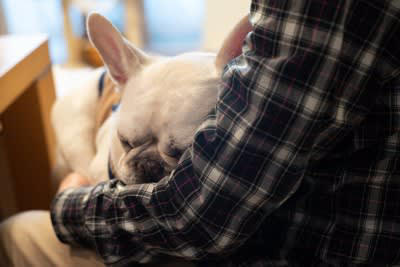 犬が抱っこをおねだりする理由5つ, 1.甘えたい・愛情を感じたいから, 2.不安や恐怖を感じて安心したい, 3.疲れている・体調が悪い, 4.構ってもらいたい・注目されたい, 5.寒い・床が冷たい・環境が不快, 可愛いからといっていつでも応えてOK？, 抱っこに応えるときの注意点, 正しい抱き方を心がける, 長時間の抱っこは控える, 抱っこを「ご褒美化」しすぎない, 安全な場所とタイミングを選ぶ