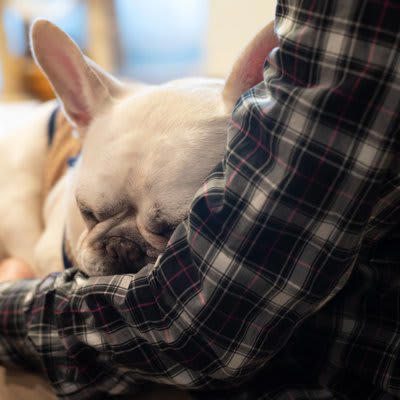 犬が抱っこをおねだりする理由5つ, 1.甘えたい・愛情を感じたいから, 2.不安や恐怖を感じて安心したい, 3.疲れている・体調が悪い, 4.構ってもらいたい・注目されたい, 5.寒い・床が冷たい・環境が不快, 可愛いからといっていつでも応えてOK？, 抱っこに応えるときの注意点, 正しい抱き方を心がける, 長時間の抱っこは控える, 抱っこを「ご褒美化」しすぎない, 安全な場所とタイミングを選ぶ