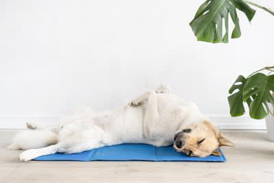 寝相からわかる犬の心理4選, 1.丸まって眠っている, 2.仰向けで眠っている, 3.横向きで眠っている, 4.伏せの姿勢で眠っている, 知っておきたい注意が必要な寝方