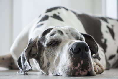 寝相からわかる犬の心理4選, 1.丸まって眠っている, 2.仰向けで眠っている, 3.横向きで眠っている, 4.伏せの姿勢で眠っている, 知っておきたい注意が必要な寝方