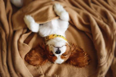 寝相からわかる犬の心理4選, 1.丸まって眠っている, 2.仰向けで眠っている, 3.横向きで眠っている, 4.伏せの姿勢で眠っている, 知っておきたい注意が必要な寝方