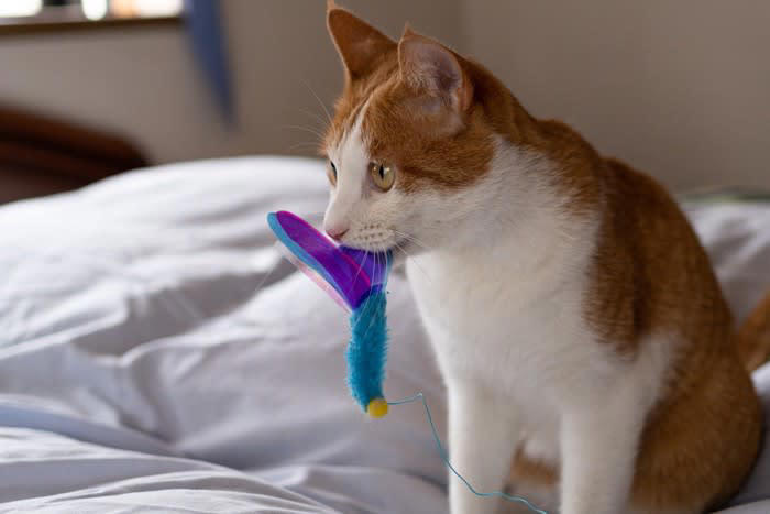 猫が飼い主を「大きな猫」だと思っているときのサイン5選, 1.飼い主の横で「へそ天」する, 2.飼い主に「ふみふみ」する, 3.飼い主に「獲物を持ってくる」, 4.頭や顔に「スリスリ」してくる, 5.しっぽを「ピンと立てて」寄ってくる, なぜ猫は飼い主を「大きな猫」だと認識するのか, 認められている証？この行動にどう応えるべき？