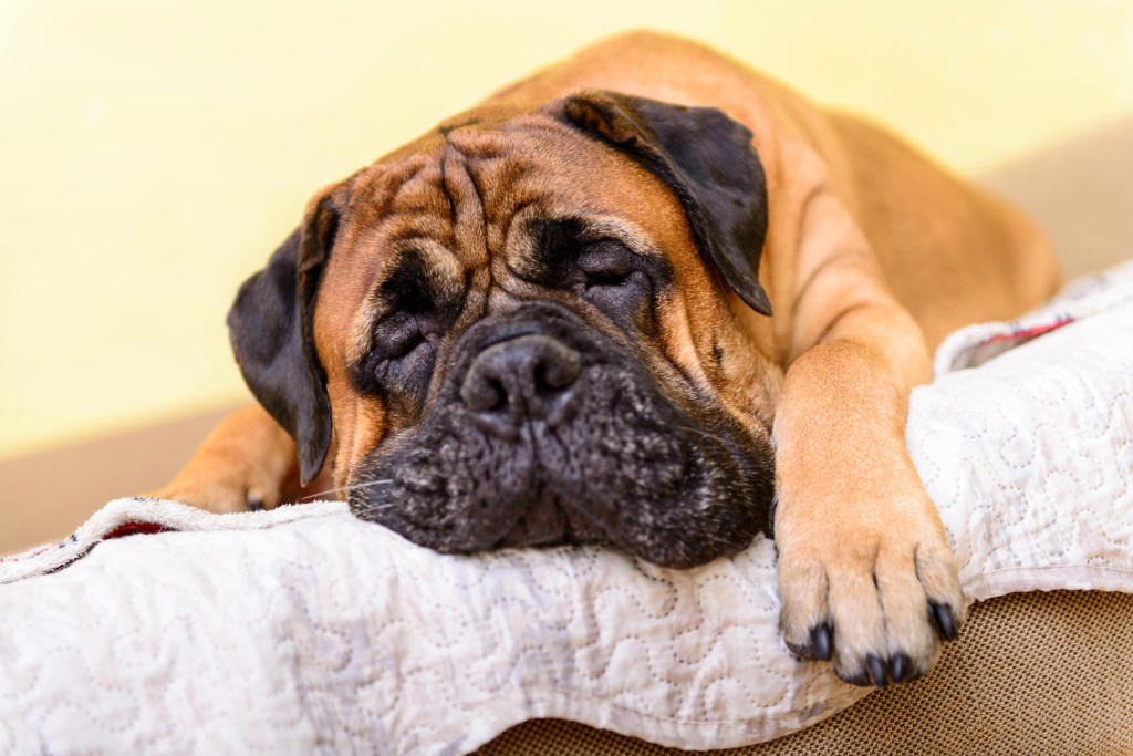 1. Greyhounds, 2. Saint Bernards , 3. Mastiff, 4. Basset Hounds, 5. English Bulldog
