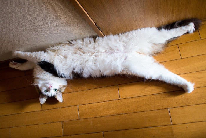 猫が飼い主を「大きな猫」だと思っているときのサイン5選, 1.飼い主の横で「へそ天」する, 2.飼い主に「ふみふみ」する, 3.飼い主に「獲物を持ってくる」, 4.頭や顔に「スリスリ」してくる, 5.しっぽを「ピンと立てて」寄ってくる, なぜ猫は飼い主を「大きな猫」だと認識するのか, 認められている証？この行動にどう応えるべき？
