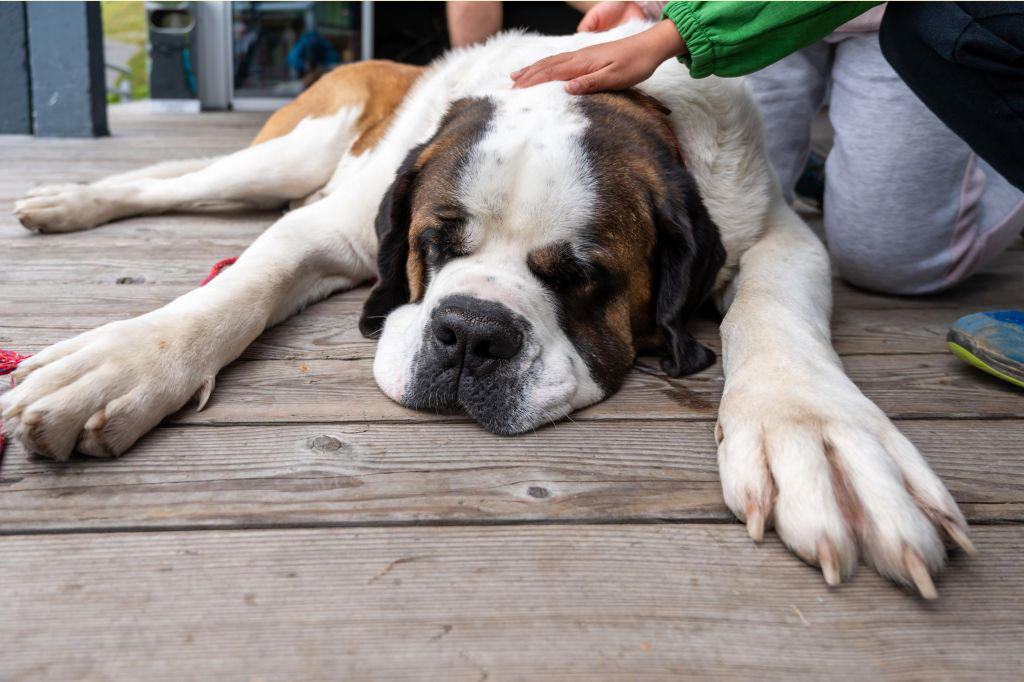 1. Greyhounds, 2. Saint Bernards , 3. Mastiff, 4. Basset Hounds, 5. English Bulldog