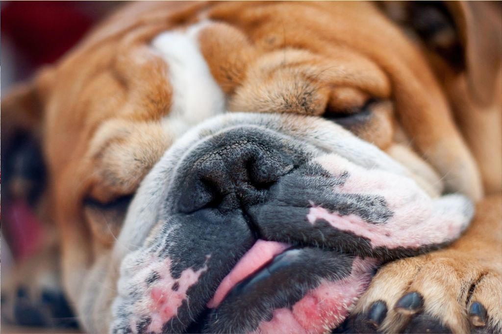 1. Greyhounds, 2. Saint Bernards , 3. Mastiff, 4. Basset Hounds, 5. English Bulldog