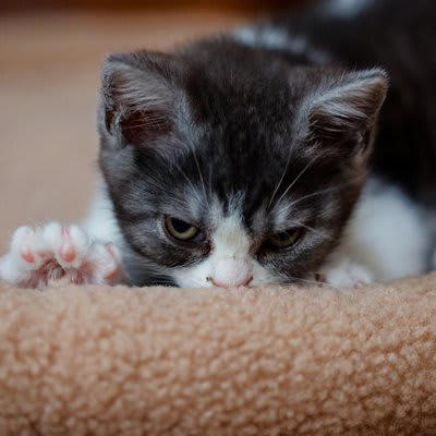 猫が飼い主を「大きな猫」だと思っているときのサイン5選, 1.飼い主の横で「へそ天」する, 2.飼い主に「ふみふみ」する, 3.飼い主に「獲物を持ってくる」, 4.頭や顔に「スリスリ」してくる, 5.しっぽを「ピンと立てて」寄ってくる, なぜ猫は飼い主を「大きな猫」だと認識するのか, 認められている証？この行動にどう応えるべき？
