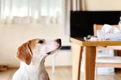 ️犬が寂しいと感じる飼い主の行動, 声をかけてくれない, スキンシップがない, スマホやテレビばかり見ている, ️愛犬に孤独感を感じさせないために, こまめに声をかける, スキンシップをとる, 愛犬とだけ向き合う時間をつくる