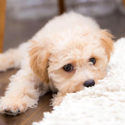 ️犬が寂しいと感じる飼い主の行動, 声をかけてくれない, スキンシップがない, スマホやテレビばかり見ている, ️愛犬に孤独感を感じさせないために, こまめに声をかける, スキンシップをとる, 愛犬とだけ向き合う時間をつくる