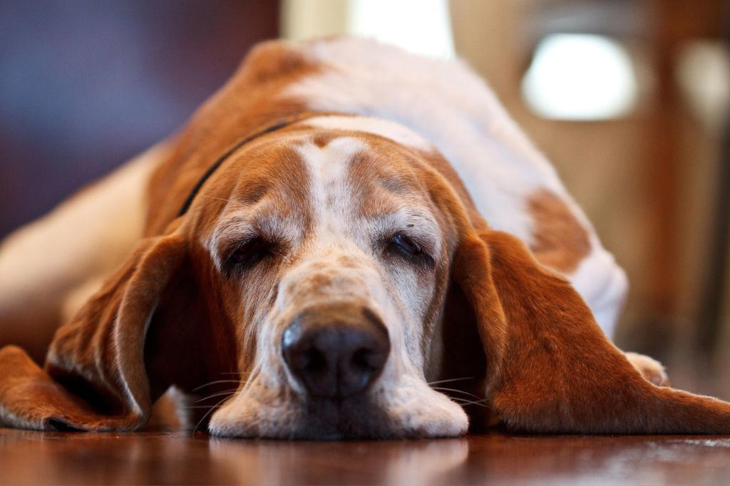 1. Greyhounds, 2. Saint Bernards , 3. Mastiff, 4. Basset Hounds, 5. English Bulldog