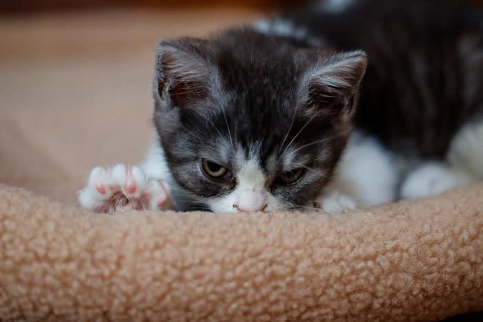 猫が飼い主を「大きな猫」だと思っているときのサイン5選, 1.飼い主の横で「へそ天」する, 2.飼い主に「ふみふみ」する, 3.飼い主に「獲物を持ってくる」, 4.頭や顔に「スリスリ」してくる, 5.しっぽを「ピンと立てて」寄ってくる, なぜ猫は飼い主を「大きな猫」だと認識するのか, 認められている証？この行動にどう応えるべき？
