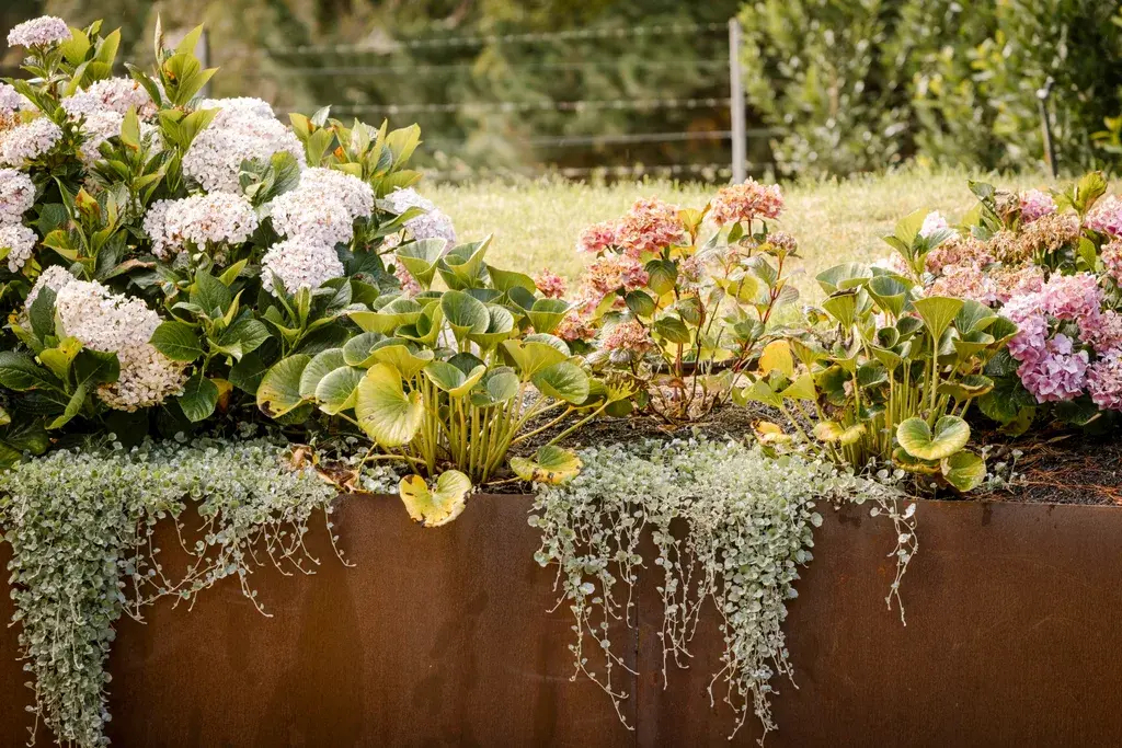 Types of Hydrangeas , Best soil for hydrangeas, Climate , How to prune hydrangeas, How to revive wilted hydrangeas 
