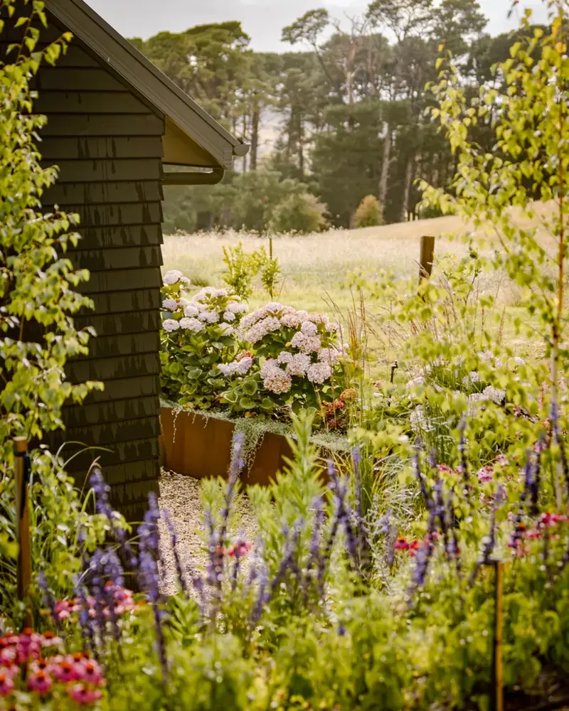 Types of Hydrangeas , Best soil for hydrangeas, Climate , How to prune hydrangeas, How to revive wilted hydrangeas 