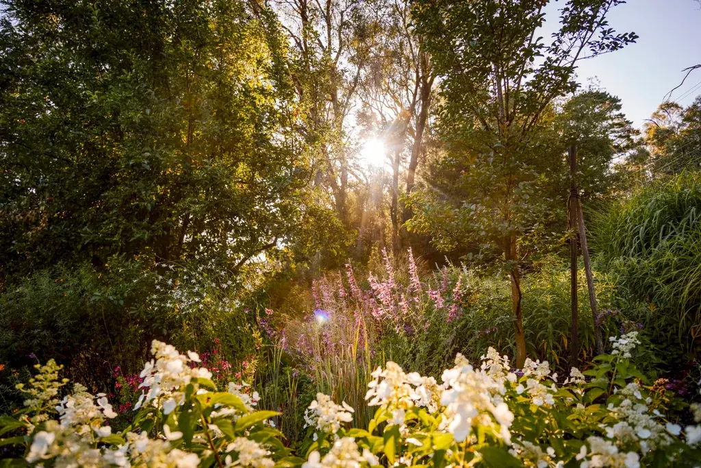 Types of Hydrangeas , Best soil for hydrangeas, Climate , How to prune hydrangeas, How to revive wilted hydrangeas 