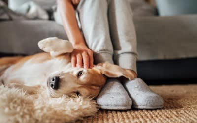 見逃さないで！犬からの『大好きアピール』５選, 1.目を細めて見つめる, 2.体を密着させてくる, 3.顔や鼻を押し付けてくる, 4.顔や手を舐める, 5.おしりをくっつけてくつろぐ, 犬から好かれるために意識したいポイント