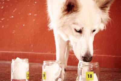 犬の嗅覚を活かした『ノーズワーク』5つの効果, 1.脳のトレーニング, 2.ストレス解消, 3.成功体験による自信の向上, 4.運動不足の解消, 5.飼い主との絆を深める, ノーズワークの遊び方のコツ