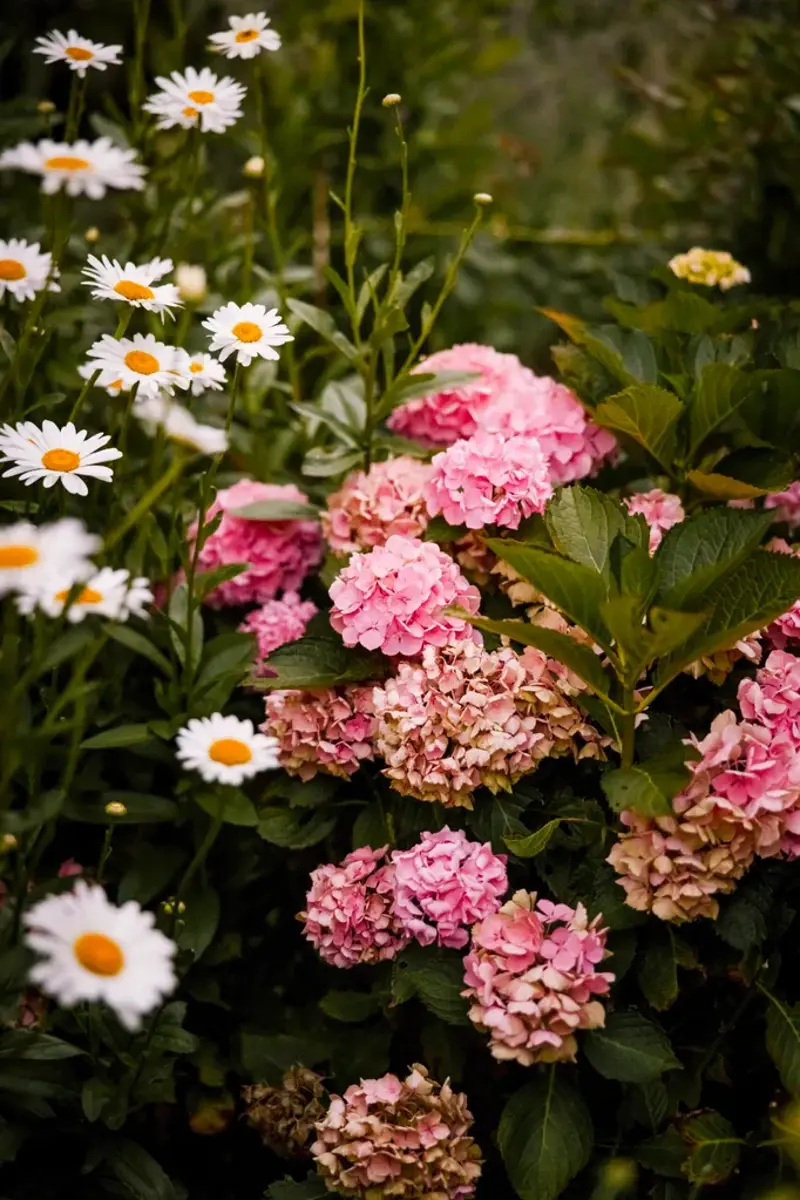Types of Hydrangeas , Best soil for hydrangeas, Climate , How to prune hydrangeas, How to revive wilted hydrangeas 