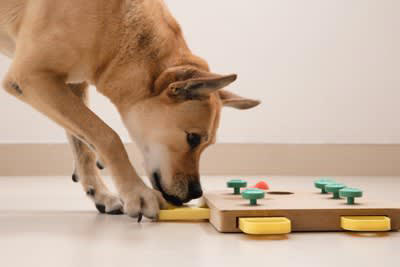犬の嗅覚を活かした『ノーズワーク』5つの効果, 1.脳のトレーニング, 2.ストレス解消, 3.成功体験による自信の向上, 4.運動不足の解消, 5.飼い主との絆を深める, ノーズワークの遊び方のコツ