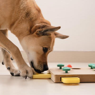 犬の嗅覚を活かした『ノーズワーク』5つの効果, 1.脳のトレーニング, 2.ストレス解消, 3.成功体験による自信の向上, 4.運動不足の解消, 5.飼い主との絆を深める, ノーズワークの遊び方のコツ