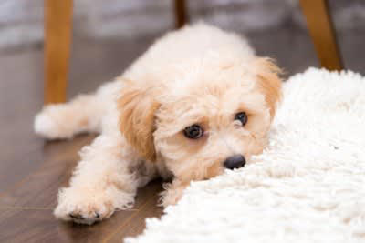 ️犬が寂しいと感じる飼い主の行動, 声をかけてくれない, スキンシップがない, スマホやテレビばかり見ている, ️愛犬に孤独感を感じさせないために, こまめに声をかける, スキンシップをとる, 愛犬とだけ向き合う時間をつくる