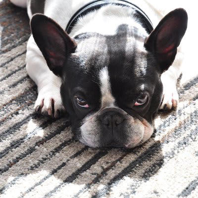 犬がストレスを感じる飼い主のNG行動4選, 1.大声で話す・怒鳴る, 3.一貫性のない態度で接する, 4.叩くなどの苦痛を与える行動, 犬の負担を減らすにはストレスフリーな環境作りが重要
