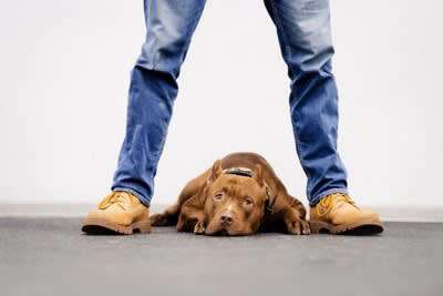 犬がストレスを感じる飼い主のNG行動4選, 1.大声で話す・怒鳴る, 3.一貫性のない態度で接する, 4.叩くなどの苦痛を与える行動, 犬の負担を減らすにはストレスフリーな環境作りが重要