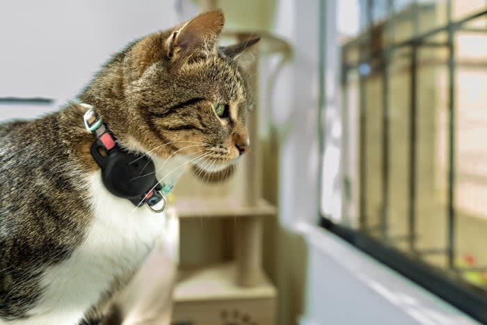 避けるべき猫の首輪5つの特徴, 1.セーフティバックルがないもの, 2.伸縮性がない素材, 3.サイズ調整ができないもの, 4.重すぎる首輪, 5.鈴や装飾が大きいもの, 猫の安全な首輪の選び方のコツと使い方