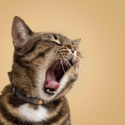 避けるべき猫の首輪5つの特徴, 1.セーフティバックルがないもの, 2.伸縮性がない素材, 3.サイズ調整ができないもの, 4.重すぎる首輪, 5.鈴や装飾が大きいもの, 猫の安全な首輪の選び方のコツと使い方