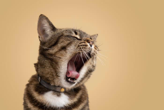 避けるべき猫の首輪5つの特徴, 1.セーフティバックルがないもの, 2.伸縮性がない素材, 3.サイズ調整ができないもの, 4.重すぎる首輪, 5.鈴や装飾が大きいもの, 猫の安全な首輪の選び方のコツと使い方