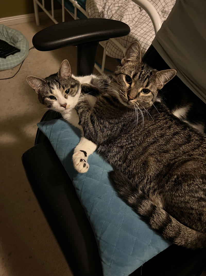 Why I started fostering kittens, What it's like, What foster kittens initially need, How we come across the kittens, The 'crazy eight', What you can do to help the cause