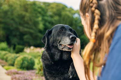 犬の『シニア期』は何歳から？, 高齢になると見られるサイン5つ, 1.皮膚や被毛の変化, 2.活動量の減少, 3.筋力や体力の衰え, 4.視力や聴力が衰え反応が鈍る, 5.健康状態に問題点が増える, シニア犬の健康管理のポイント
