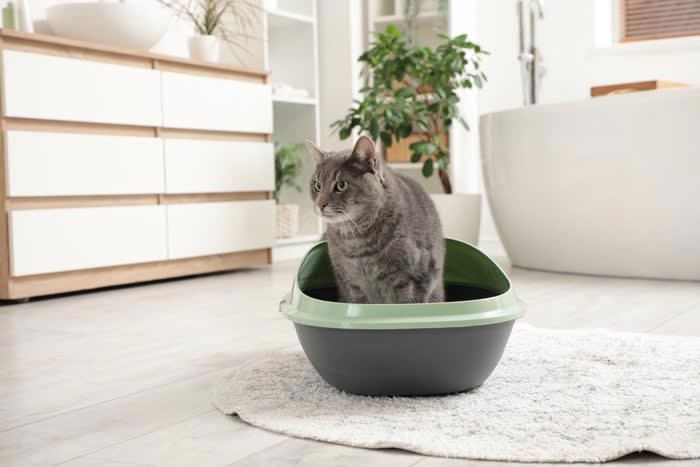 猫が見られたくない4つの瞬間, 3.失敗したとき, 4.隠れて休んでいるとき, 猫も恥ずかしいと感じるの？, 見られたくない瞬間を目撃したらどうする？