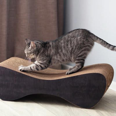 猫が見られたくない4つの瞬間, 3.失敗したとき, 4.隠れて休んでいるとき, 猫も恥ずかしいと感じるの？, 見られたくない瞬間を目撃したらどうする？