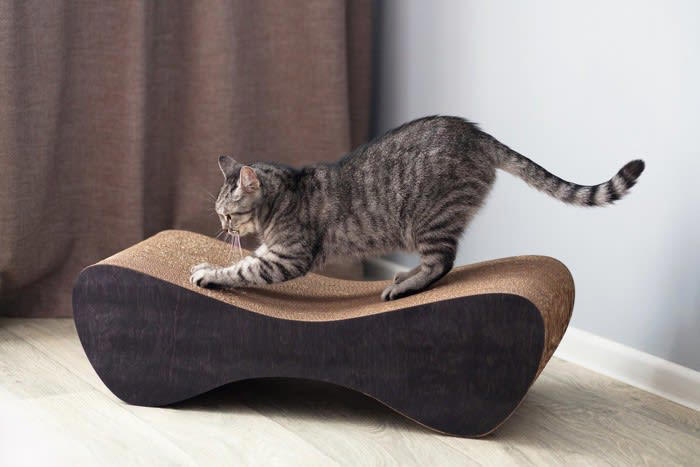 猫が見られたくない4つの瞬間, 3.失敗したとき, 4.隠れて休んでいるとき, 猫も恥ずかしいと感じるの？, 見られたくない瞬間を目撃したらどうする？