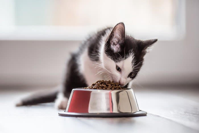 猫が見られたくない4つの瞬間, 3.失敗したとき, 4.隠れて休んでいるとき, 猫も恥ずかしいと感じるの？, 見られたくない瞬間を目撃したらどうする？