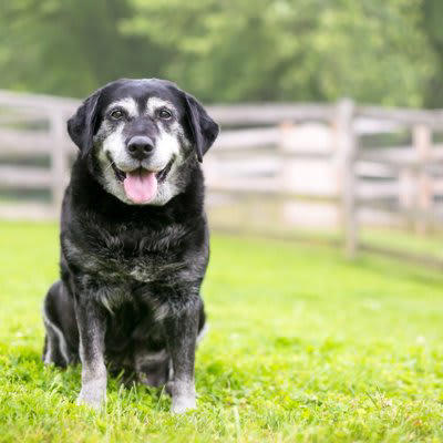 犬の『シニア期』は何歳から？, 高齢になると見られるサイン5つ, 1.皮膚や被毛の変化, 2.活動量の減少, 3.筋力や体力の衰え, 4.視力や聴力が衰え反応が鈍る, 5.健康状態に問題点が増える, シニア犬の健康管理のポイント
