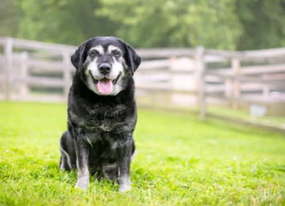 犬の『シニア期』は何歳から？, 高齢になると見られるサイン5つ, 1.皮膚や被毛の変化, 2.活動量の減少, 3.筋力や体力の衰え, 4.視力や聴力が衰え反応が鈍る, 5.健康状態に問題点が増える, シニア犬の健康管理のポイント
